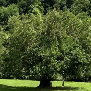 2 Live White Mulberry Trees 2-3 Feet Tall – Sweet Berries, Fast Growing, Free ShippingTrinh-W5-Englishgardensllc