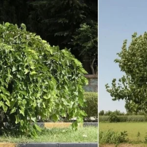 2 Live White Mulberry Trees 2-3 Feet Tall – Sweet Berries, Fast Growing, Free ShippingTrinh-W5-Englishgardensllc