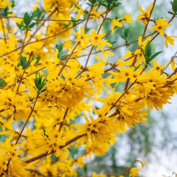 2 Lynwood Gold Forsythia Bush - Yellow Flowering Shrub - 3.5 in Pot - Fast-Growing Shrub with Yellow Blooms