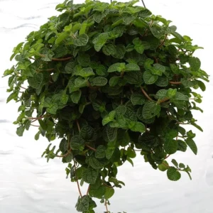 2 Pilea Creeping Charlie Plants Pilea Swedish Ivy 4-6