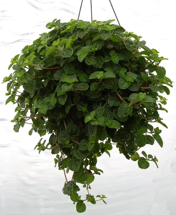 2 Pilea Creeping Charlie Plants Pilea Swedish Ivy 4-6" Tall in 4" Pot