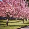 2 Pink Kwanzan Cherry Trees – Double Carnation Blooms, Spring Flowers