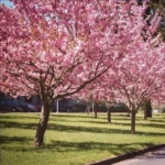 2 Pink Kwanzan Cherry Trees – Double Carnation Blooms, Spring Flowers