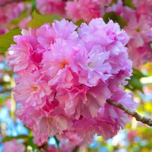 2 Pink Kwanzan Cherry Trees – Double Carnation Blooms, Spring Flowers