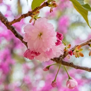 2 Pink Kwanzan Cherry Trees – Double Carnation Blooms, Spring Flowers