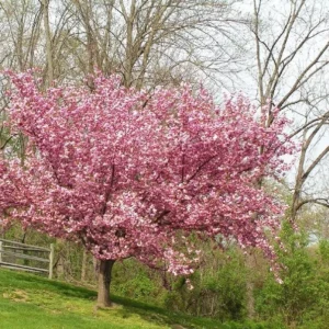 2 Pink Kwanzan Cherry Trees – Double Carnation Blooms, Spring Flowers