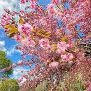 2 Pink Kwanzan Cherry Trees – Double Carnation Blooms, Spring Flowers