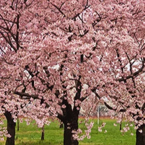 2 Pink Kwanzan Cherry Trees – Double Carnation Blooms, Spring Flowers