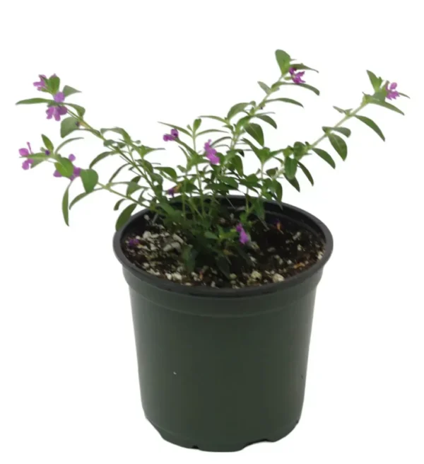 2 Purple Mexican Heather Plants - 4-6" Tall - Cuphea Hyssopifolia - 4" Pot