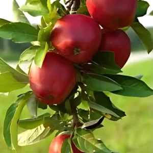 2 Red Delicious Apple Live Plant 2-3 Feet Tall – Sweet Autumn Fruit, Live Saplings
