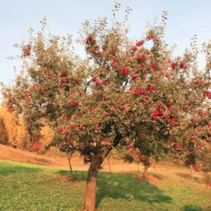 2 Red Delicious Apple Live Plant 2-3 Feet Tall – Sweet Autumn Fruit, Live Saplings