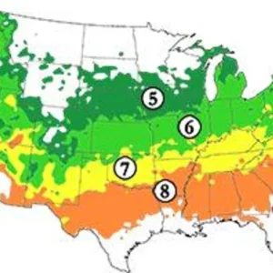 2 Red Delicious Apple Live Plant 2-3 Feet Tall – Sweet Autumn Fruit, Live Saplings