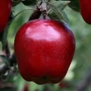 2 Red Delicious Apple Live Plant 2-3 Feet Tall – Sweet Autumn Fruit, Live Saplings