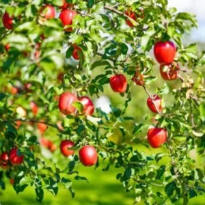 2 Red Delicious Apple Live Plant 2-3 Feet Tall – Sweet Autumn Fruit, Live Saplings