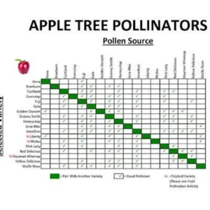 2 Red Delicious Apple Live Plant 2-3 Feet Tall – Sweet Autumn Fruit, Live Saplings