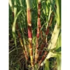 2 Red Sugar Cane Plants 8-10 Inch Striped Unroots Sugarcane