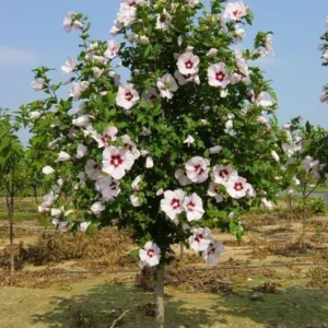 2 White Rose of Sharon Trees 2-3 Feet Tall Beautiful Althea Trees with Creamy White Flowers