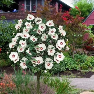 2 White Rose of Sharon Trees 2-3 Feet Tall Beautiful Althea Trees with Creamy White Flowers