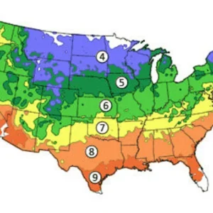 2 White Rose of Sharon Trees 2-3 Feet Tall Beautiful Althea Trees with Creamy White Flowers