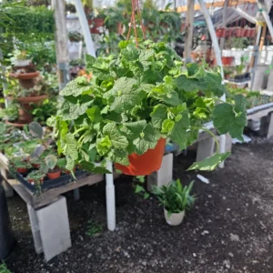 Piggyback Plant 6in Potted - Lush Green Indoor Plant - Easy Care Houseplant