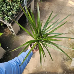 Dracaena Kiwi Cane - 4in Pot - Low Maintenance Indoor Plant