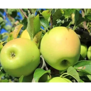 2 Golden Apple Trees - Bare Root - 2 to 3 Feet Tall - Sweet Yellow Apples