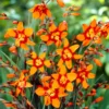 25 Emily Mckenzie Crocosmia Bulbs - Orange Montbretia Corms Top Size 6+ cm