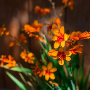 25 Emily Mckenzie Crocosmia Bulbs - Orange Montbretia Corms Top Size 6+ cm