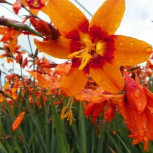 25 Emily Mckenzie Crocosmia Bulbs - Orange Montbretia Corms Top Size 6+ cm
