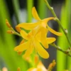 25 George Davidson Crocosmia Bulbs - Montbretia Corns Top Size 8-10 cm