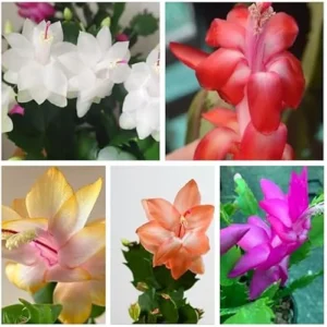 5 Assorted Christmas Cactus Plants 3 Inch Pot – Thanksgiving Cactus Plants 4 to 6 Inch – Vibrant Winter Blooms