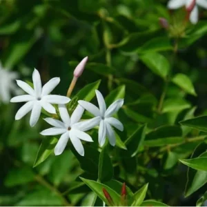 Angel Wings Jasmine Plant - 1 Feet Tall - Fragrant White Jasmine Vine