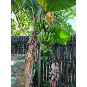 Gran Nain Banana Plant - Cold Hardy Live Banana Tree, 2 Feet Tall