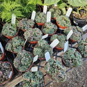 Haworthia Cooperi Variegated - Succulent Plant - 2in Pot