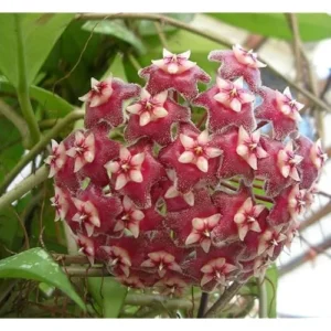 Live Silver Splash Hoya Plant | Hoya Pubicalyx Splash | 4-6 Inches Tall | Rare Wax Flowers