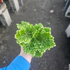 Selaginella Frosty Fern - Live Plant - 2in Pot - Humidity Loving