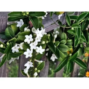 Madagascar Jasmine Plant - 2 to 3 Feet Tall, White Fragrant Bush, 3-Gallon Pot