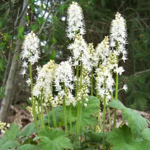 3 Foam flowers - Tiarella Cordifolia Perennial Bare Root - Premium Shade Groundcover - White Blooms