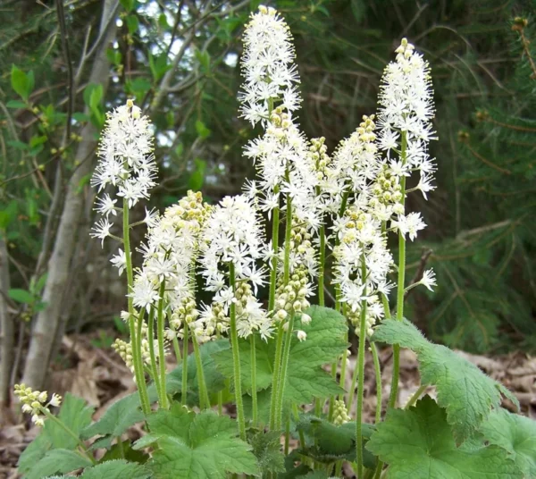 3 Foam flowers - Tiarella Cordifolia Perennial Bare Root - Premium Shade Groundcover - White Blooms