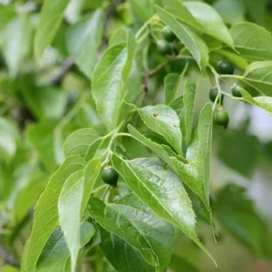 3 Hackberry Trees Live Plant,12-18 Inch Tall, Shade Tree, Celtis Occidentalis