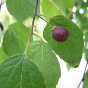 3 Hackberry Trees Live Plant,12-18 Inch Tall, Shade Tree, Celtis Occidentalis