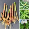 3 Insulin Plants 4-6" Costus Speciosus Spiral Igneous Plant with Roots