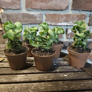 Hoya Hindu Rope - Trailing Succulent - 3in Pot - Indoor Houseplant