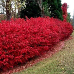 2 Burning Bush Bare Root Rooted Cuttings - 8