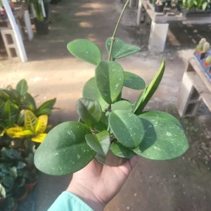 Hoya Obovata Splash Rooted Cutting - Tropical Houseplant - Beautiful Greenery