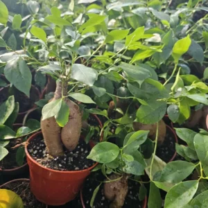 Ficus Ginseng Bonsai - 4in Pot - Ficus Microcarpa Ginseng Indoor Plant