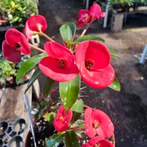 Euphorbia milii Floral Red - Pink Crown of Thorns - 2in Pot