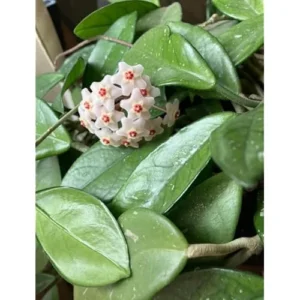 Live Hoya Carnosa Plant - 5 Inch Waxflower Vine - Lush Green Foliage
