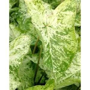 4 Caladium Bulbs - White Green Caladiums - Tropical Foliage Plants