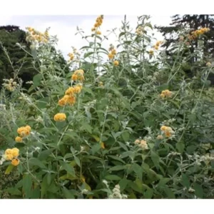 Yellow Butterfly Bush Live Plant 4-6